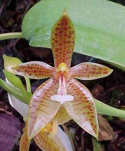 Phalaenopsis cornu-cervi 